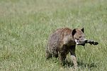 Ngorongoro / Tansania