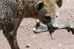 Ngorongoro / Tansania