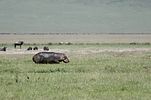 Ngorongoro / Tansania