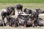 Ngorongoro / Tansania