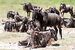 Ngorongoro / Tansania