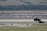 Ngorongoro / Tansania