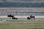 Ngorongoro / Tansania