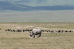 Ngorongoro / Tansania