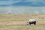 Ngorongoro / Tansania