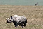 Ngorongoro / Tansania: Rhinozeros