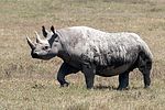 Ngorongoro / Tansania