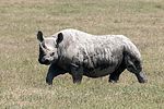 Ngorongoro / Tansania