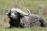 Ngorongoro / Tansania