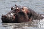 Ngorongoro / Tansania