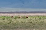 Ngorongoro / Tansania