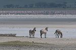 Ngorongoro / Tansania