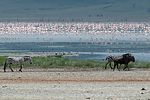 Ngorongoro / Tansania