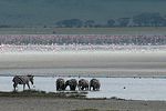 Ngorongoro / Tansania