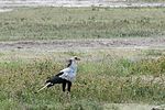 Ngorongoro / Tansania