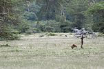 Ngorongoro / Tansania