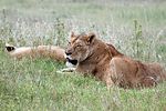 Ngorongoro / Tansania