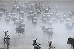 Serengeti / Tansania