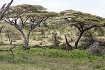 Serengeti / Tansania