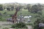 Serengeti / Tansania