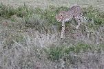 Serengeti / Tansania