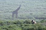 Serengeti / Tansania