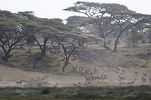 Serengeti / Tansania