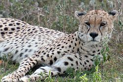 <p>Satt gefressener Gepard in der Serengeti - Foto am frühen Morgen bei schlechtem Licht </p>