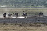 Serengeti / Tansania