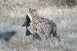 Serengeti / Tansania