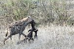 Serengeti / Tansania