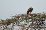 Serengeti / Tansania