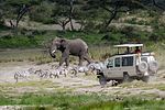 Serengeti / Tansania