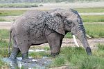 Serengeti / Tansania
