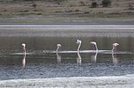 Serengeti / Tansania