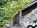 Makaken-Weibchen in Bukit Lawang  Sumatra Indonesien