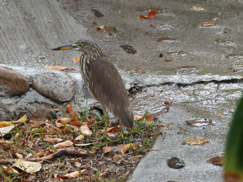 Ko Tao - Bacchusreiher sucht im Regen nach Nahrung