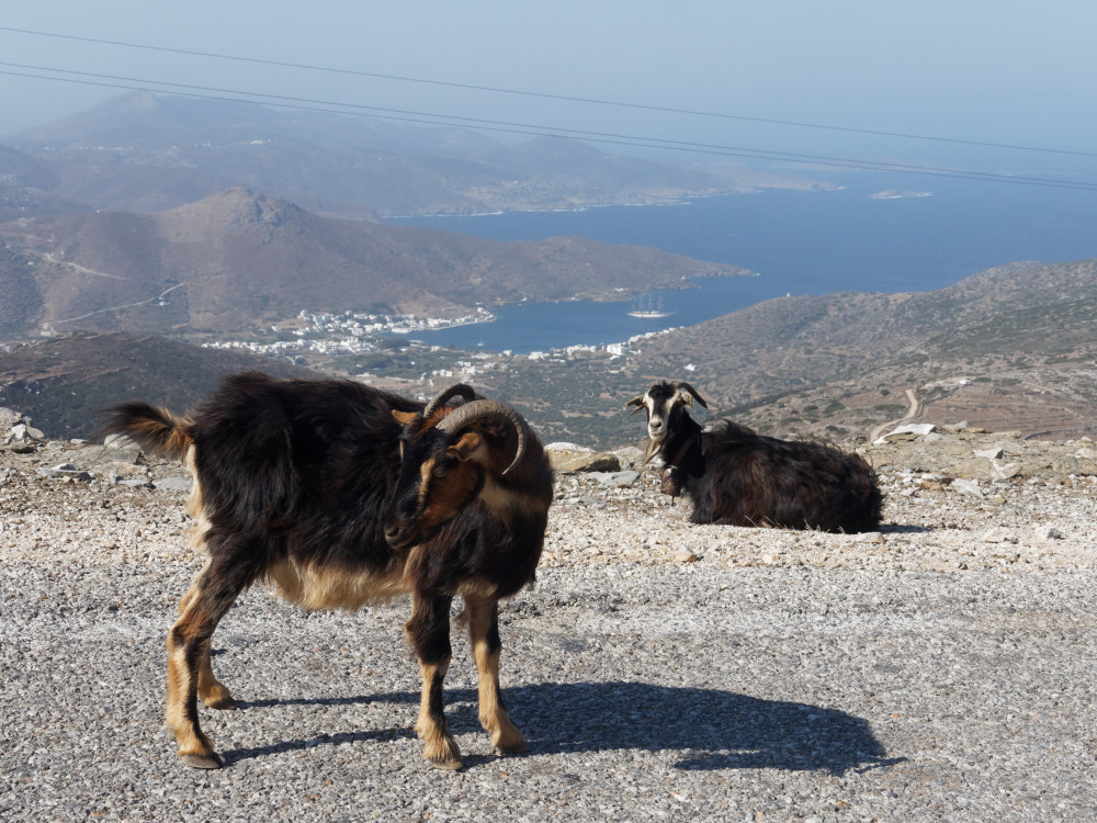 Bucht von Katapola, Amorgos, und Ziegen auf der Straße