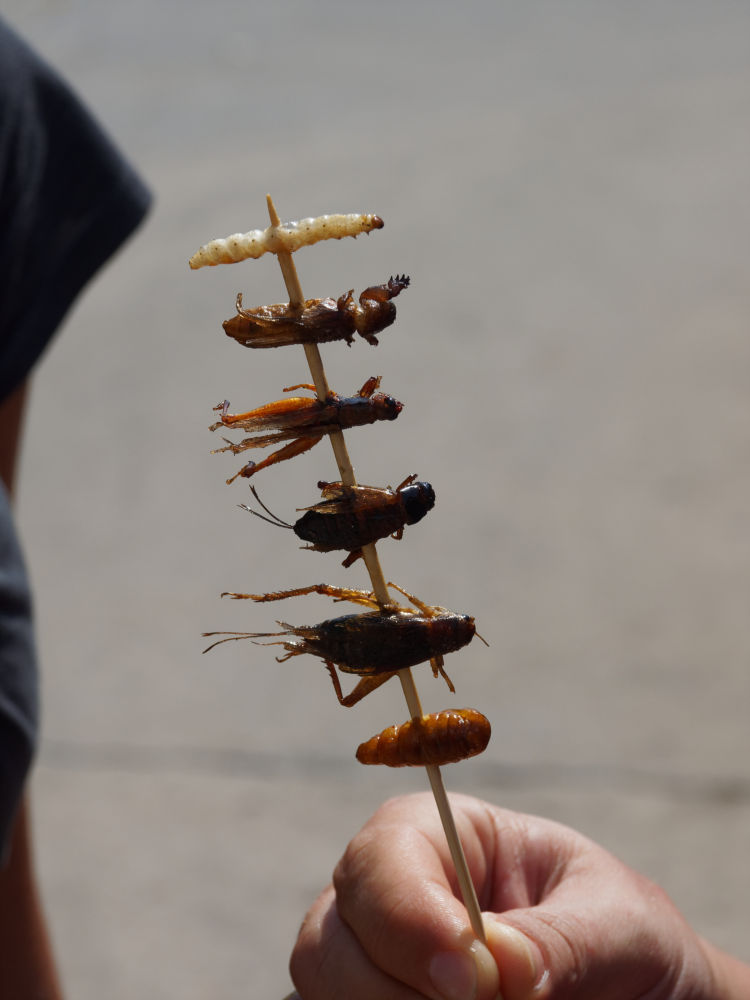 Thailand: Geröstete Käfer - eine Delikatesse