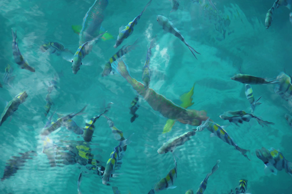 Bunte Fische in klarem Wasser auf Ko Tao 