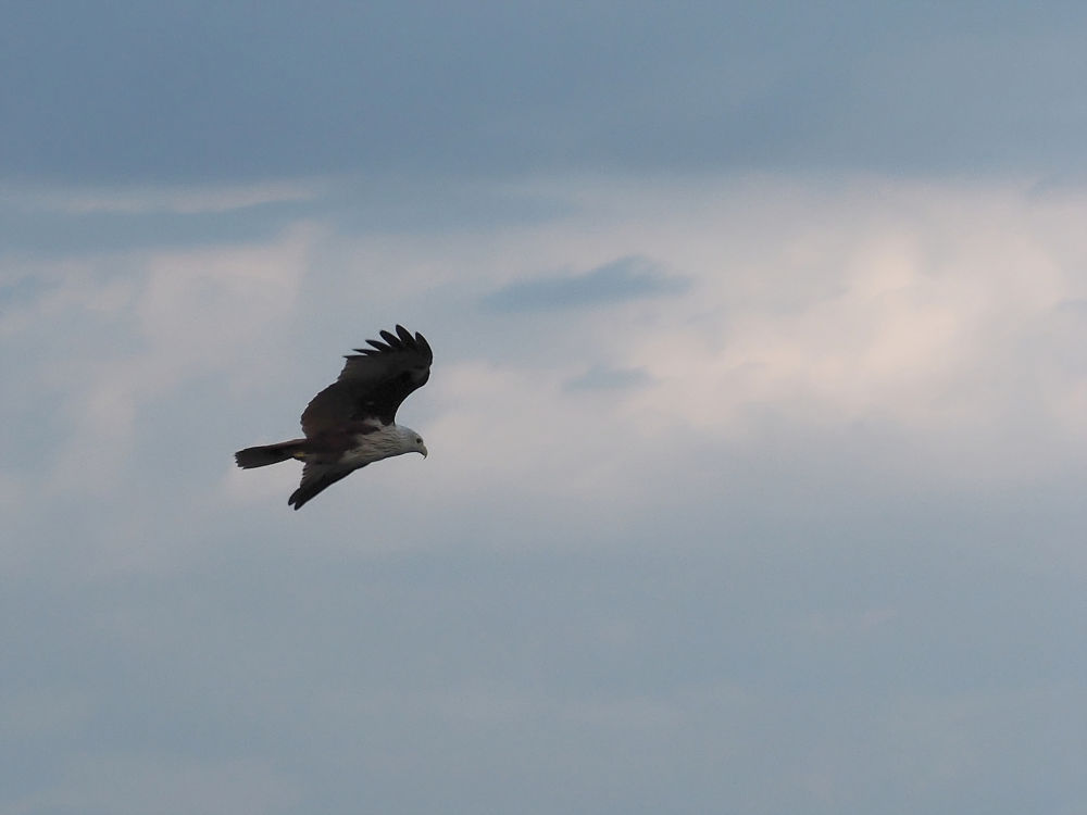 Ko Yao Yai: Seeadler