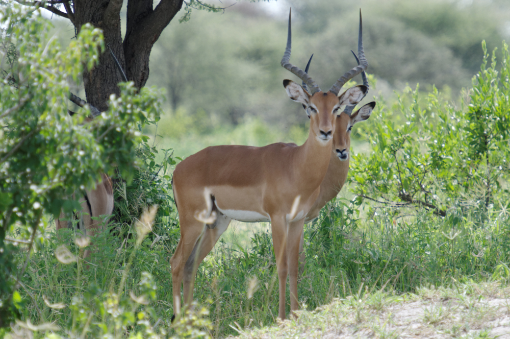 Antilopen im Tarangire-Park in Tansania