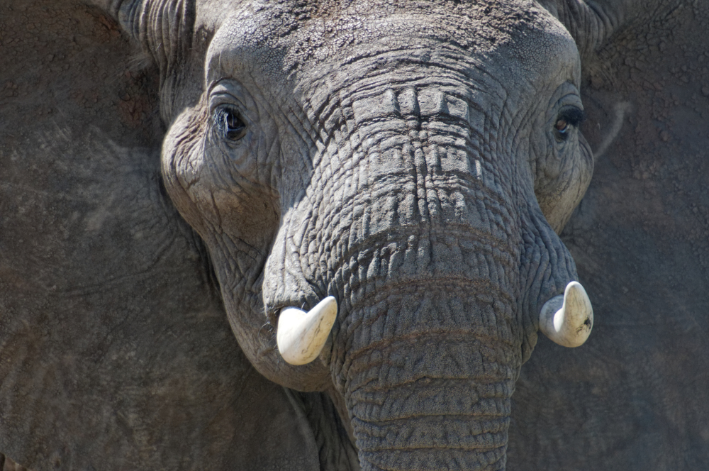 Elefanten-Bulle im Tarangire-Park in Tansania