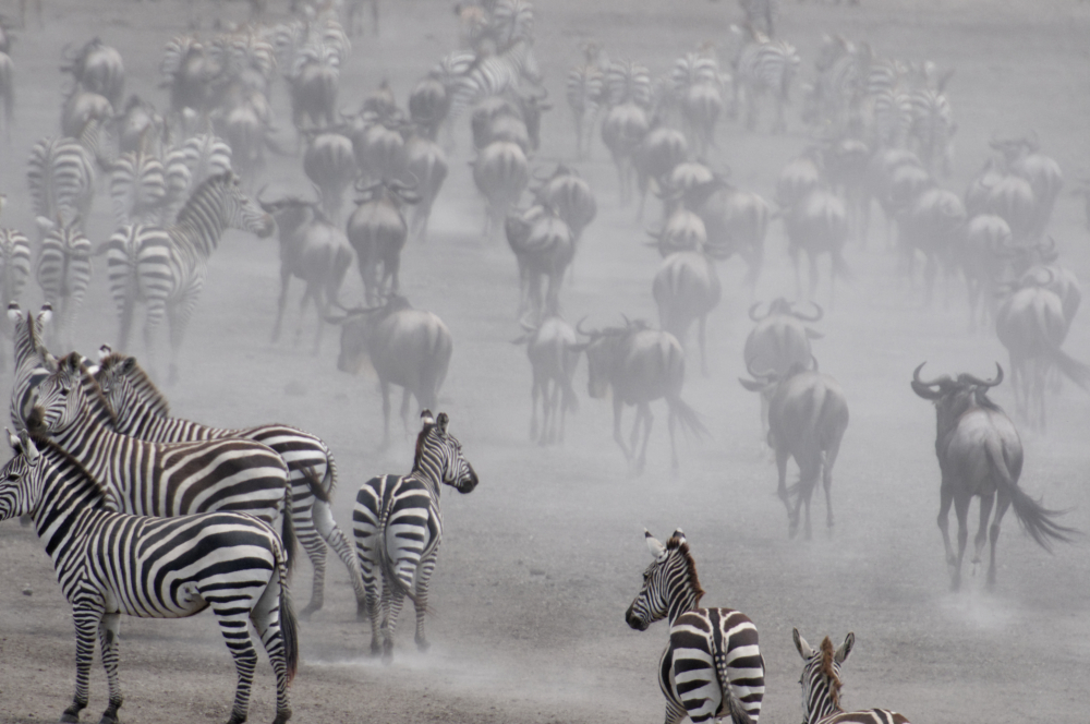 Gnus und Zebras erreichen nach langem Marsch die Wasserstellen der Serengeti: