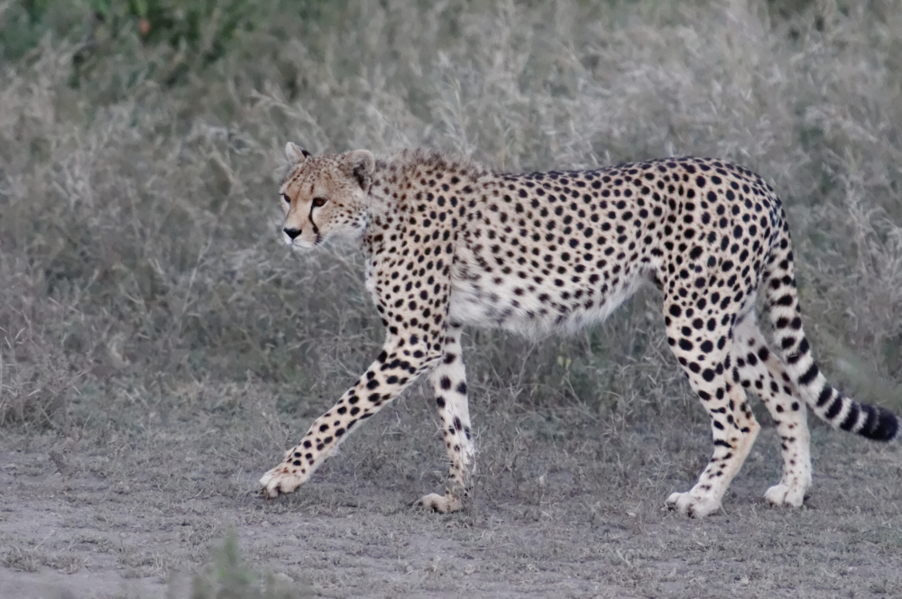 Gepard auf Jagd im Morgengrauen / Serengeti, Tansania
