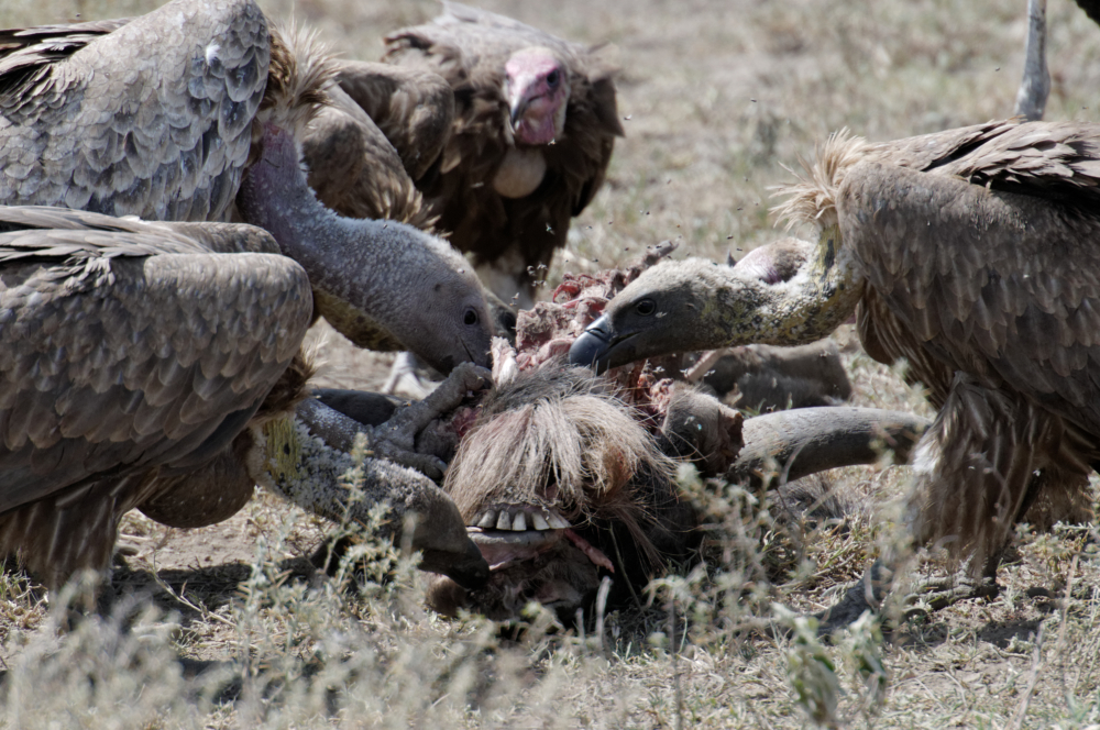 Aasvögel streiten um das  was die Löwen übrig gelassen haben / Tansania  Serengeti