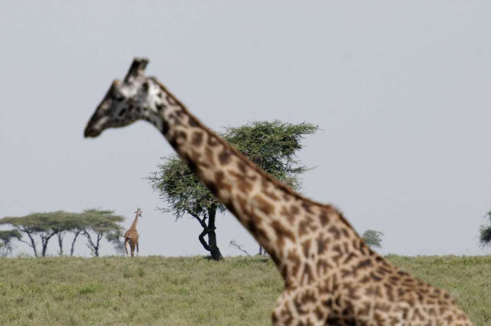 Giraffen in der Serengeti / Tansania