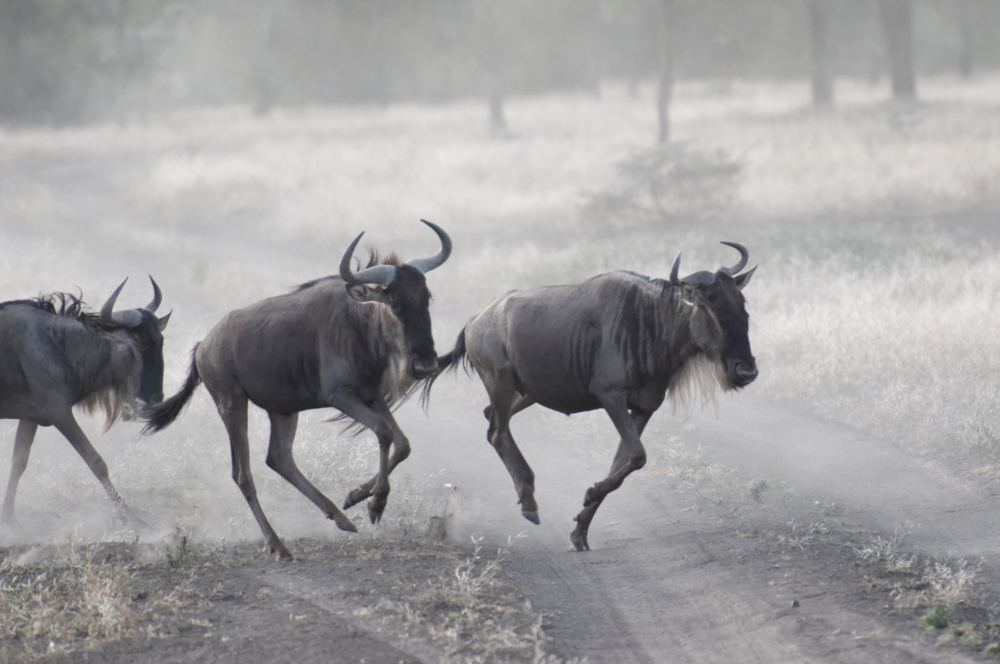 Gnu-Galopp im Morgengrauen