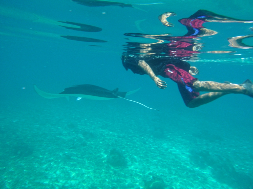 Schnorcheln mit Mantas bei Komodo