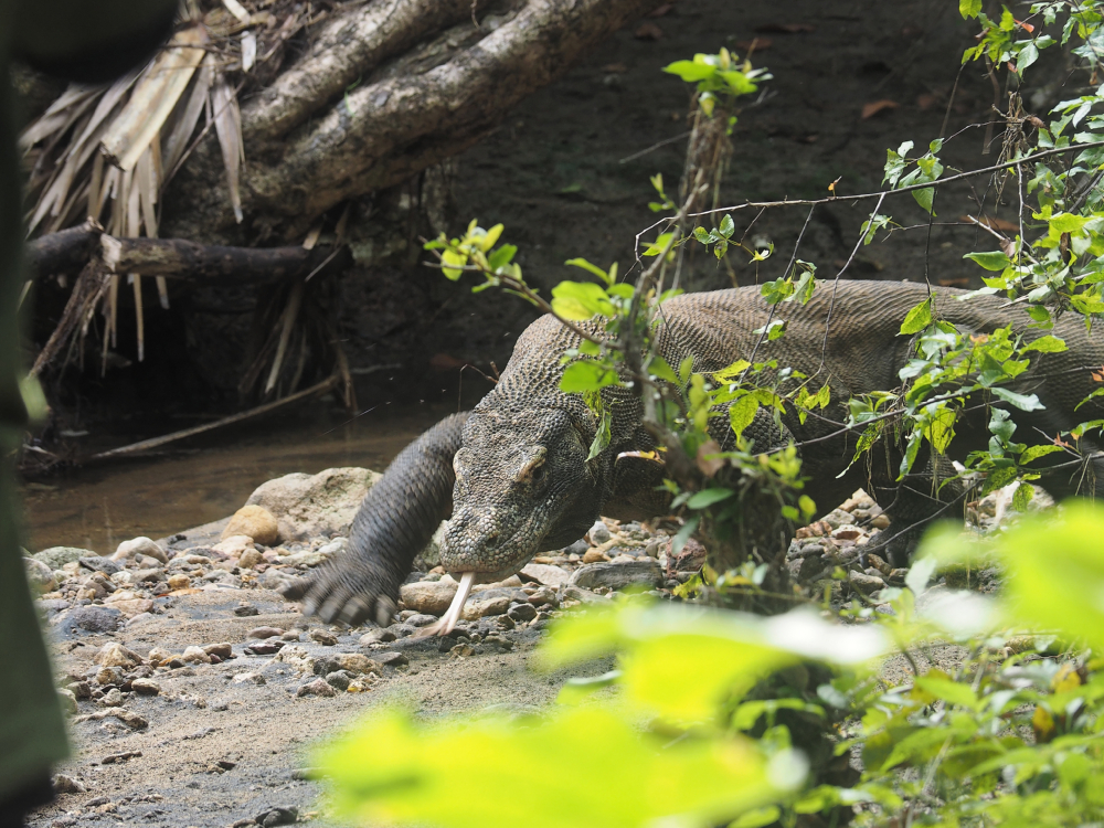 Komodo-Waran im Urwald von Rinca